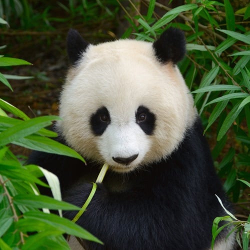 Panda Chengdu